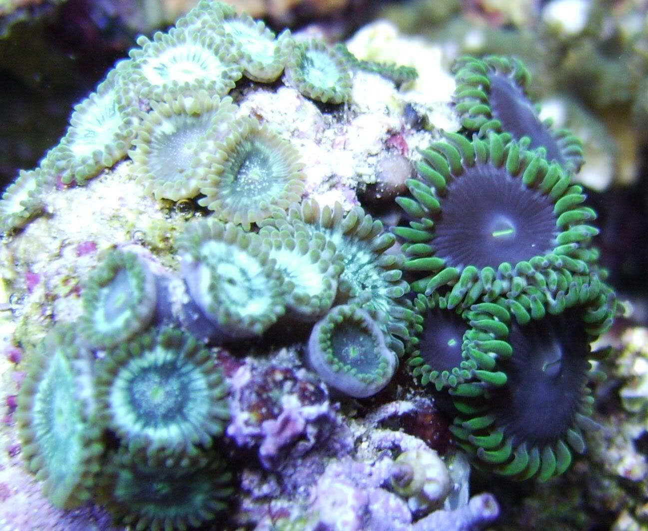 CROP-Aqua_1_16008.jpg