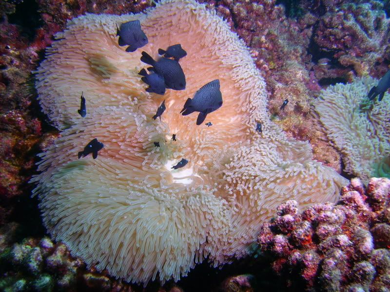 PICT0099-1.jpg
