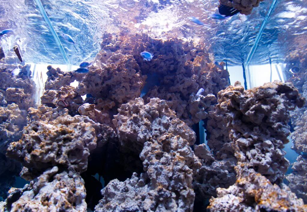 Fishy-5.jpg