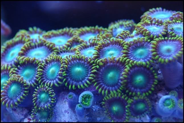 radioactive_dragon_eyes_zoa.jpg
