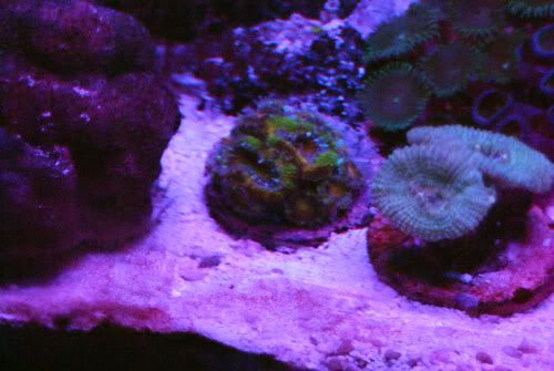acan_rainbow_blue.jpg