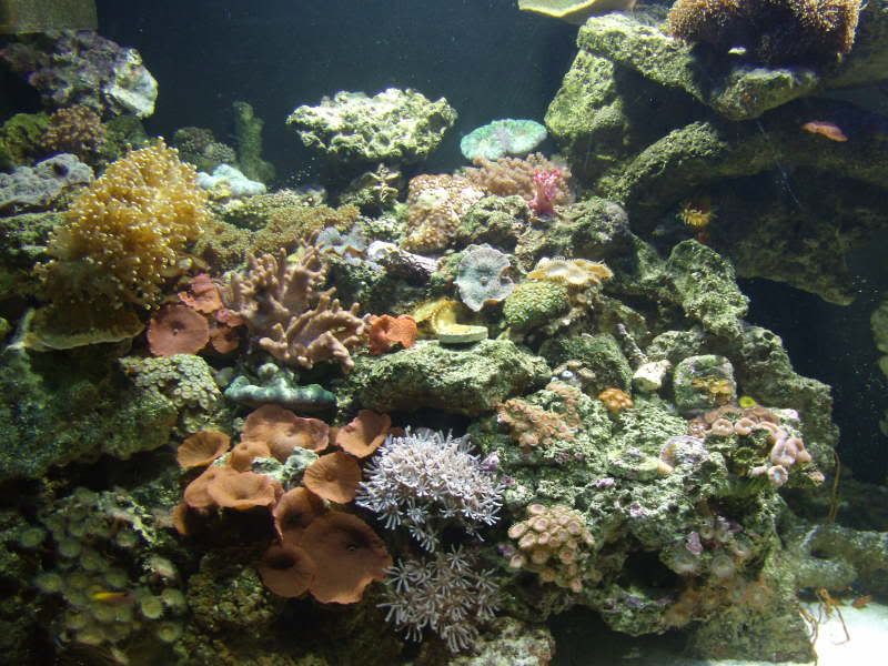 jayfish026.jpg