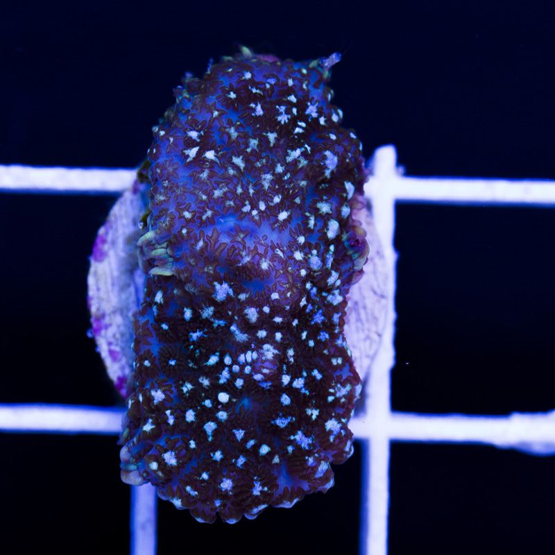newcorals231b.jpg
