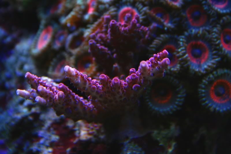 redplanet-1.jpg