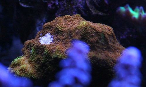 28921681815_fae62d410a.jpg