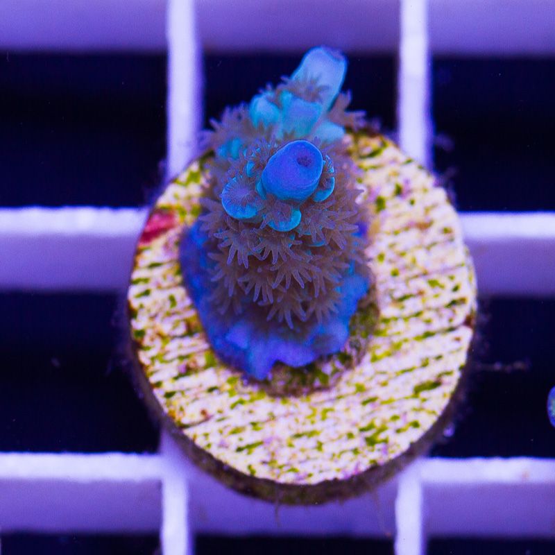 newcoral1645b.jpg