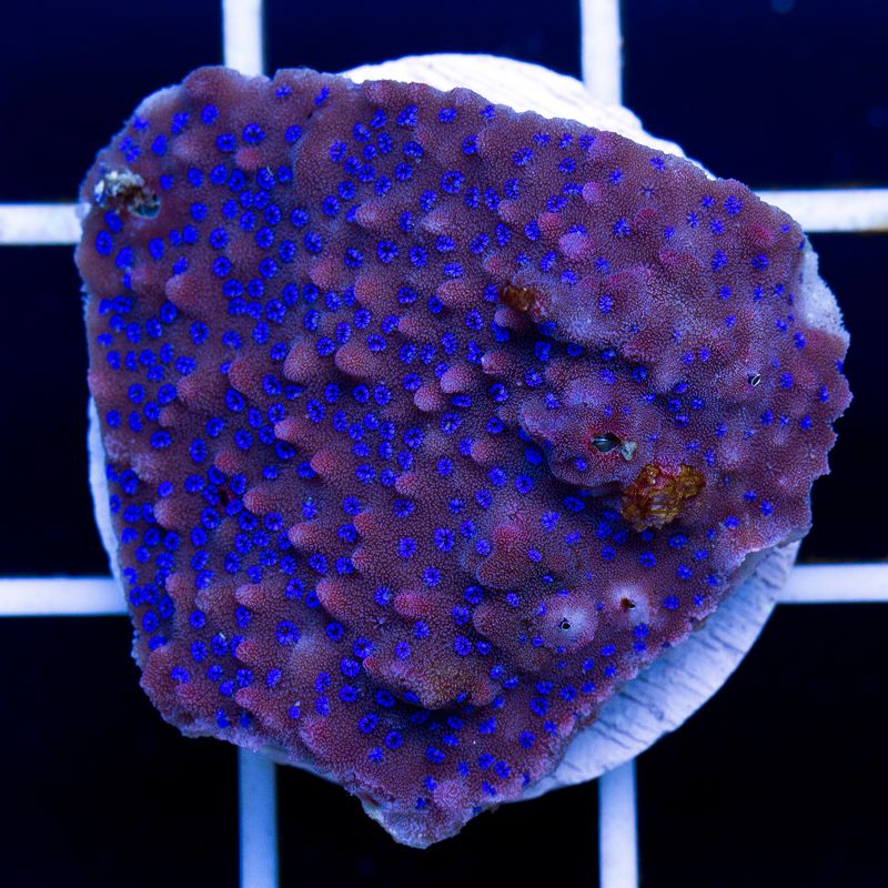 newcoral001b.jpg