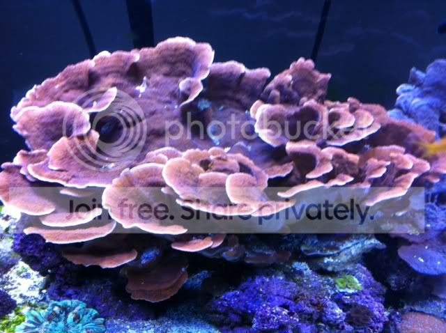 tank0829111.jpg