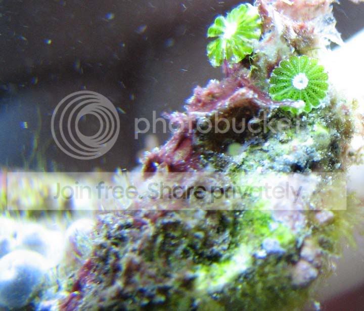 greenflower.jpg