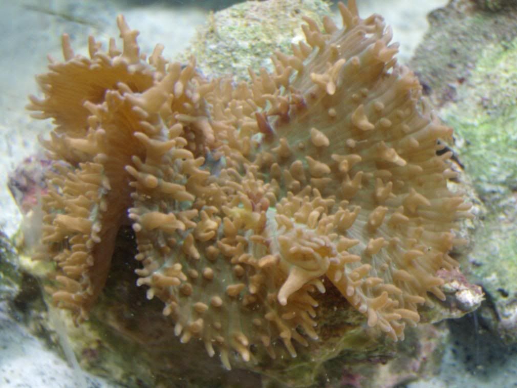 jayfish072.jpg