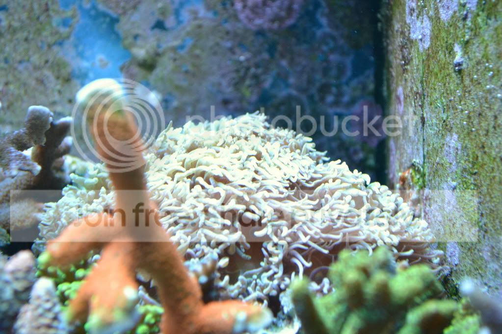 nanoforsale055.jpg