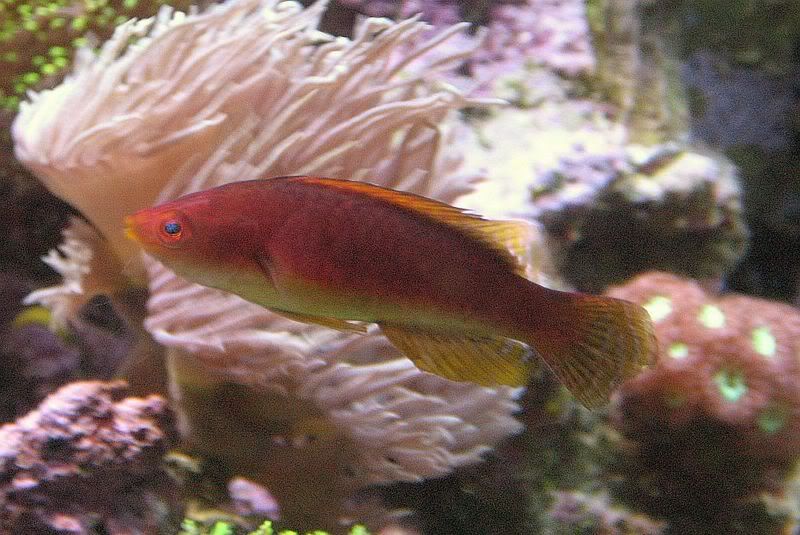 65g_fish038.jpg