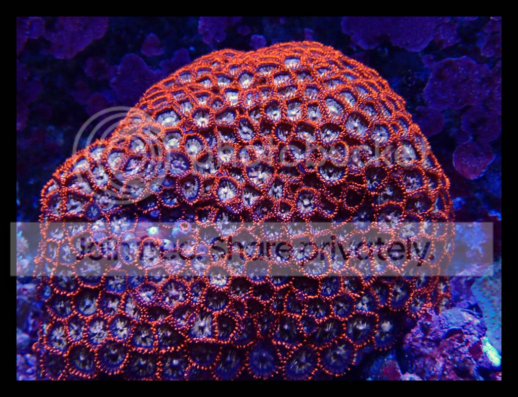 P1040104_zps8stnubby.jpg