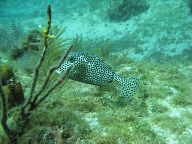 GrandCayman2010Boxfish.jpg