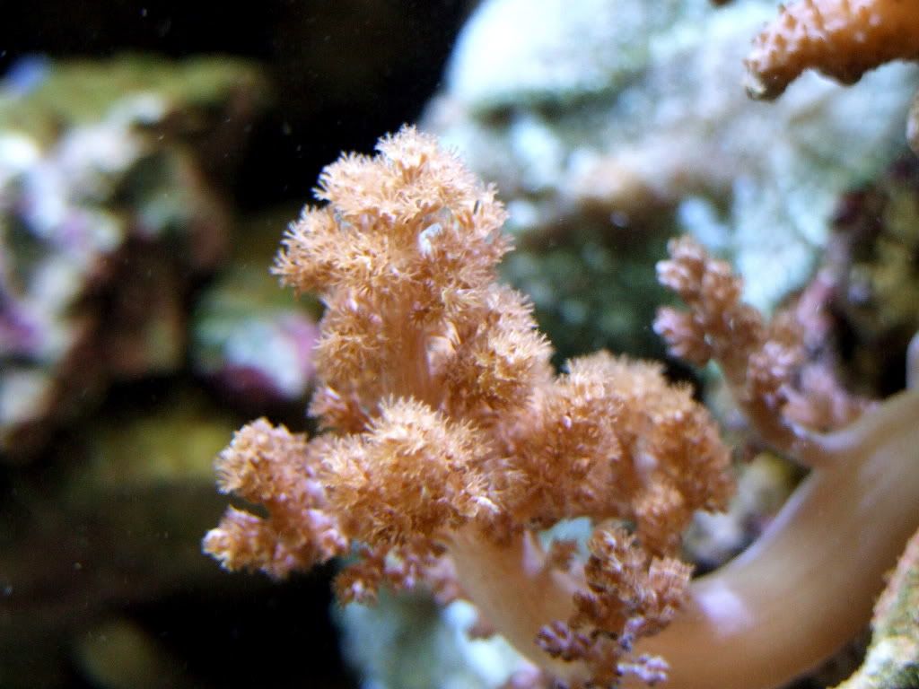 CORAL.jpg