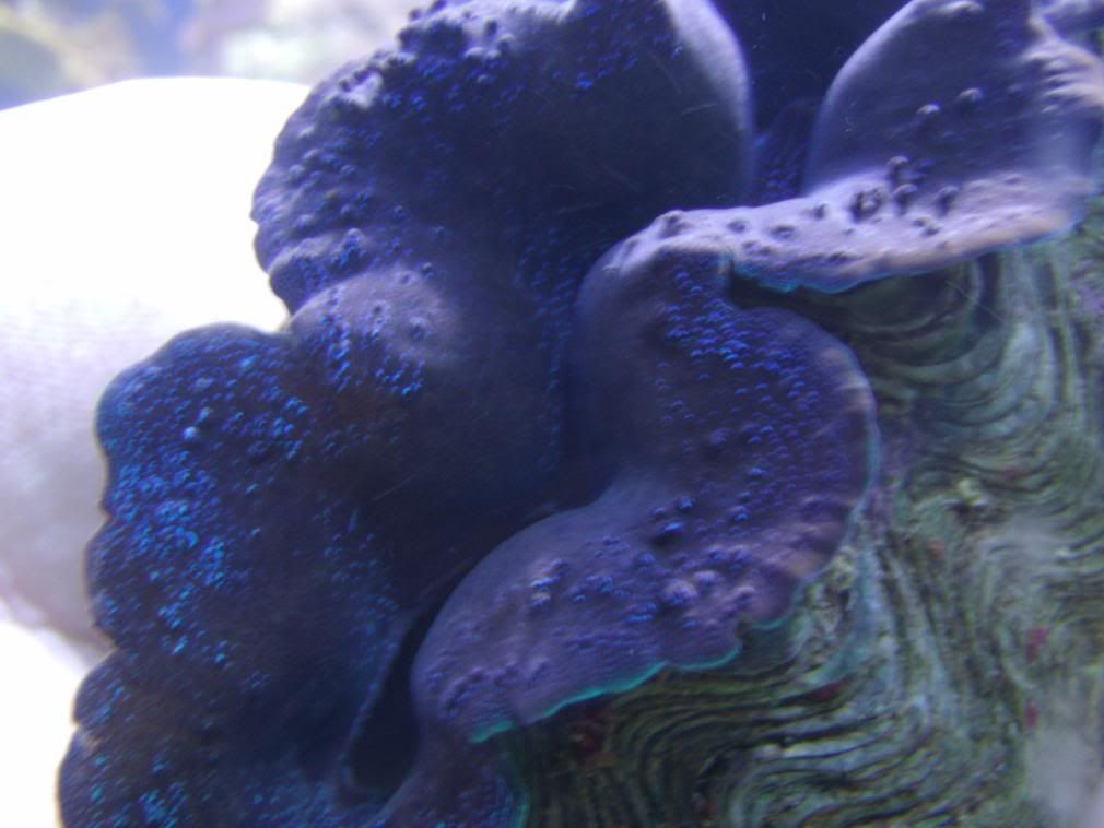 jayfish097.jpg