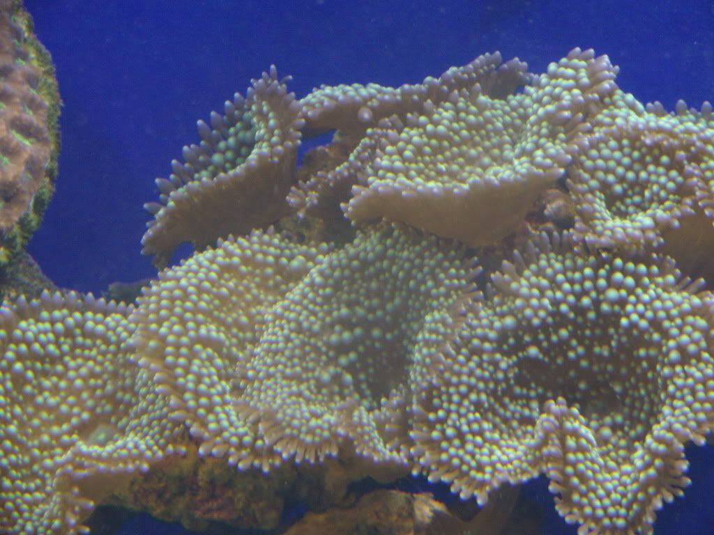jayfish156.jpg