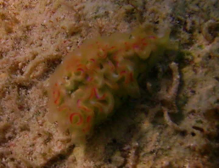 nudi.jpg