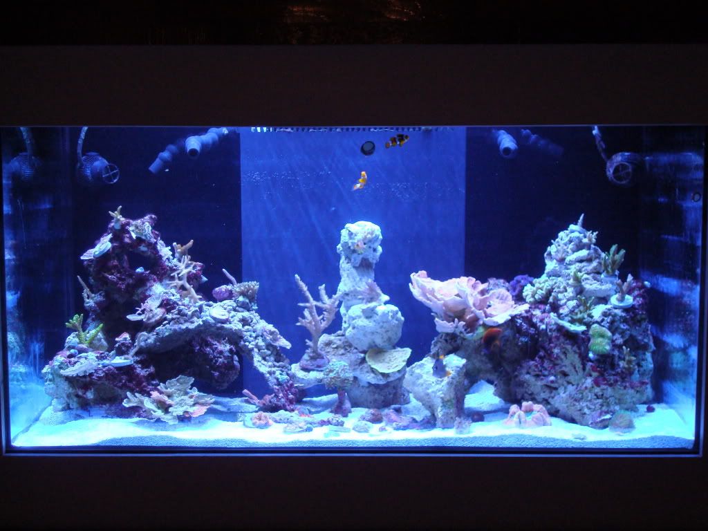 Tank2009june025-1.jpg