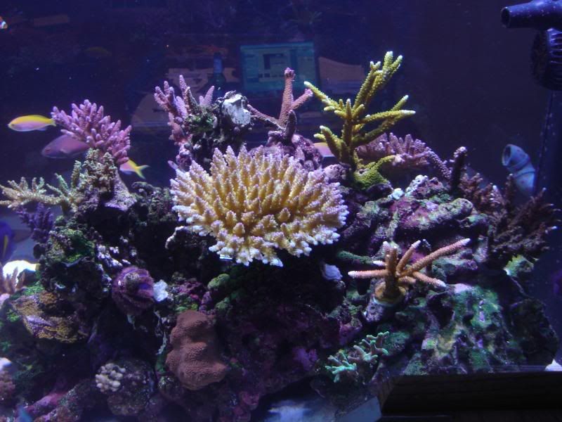 dartsetup031.jpg