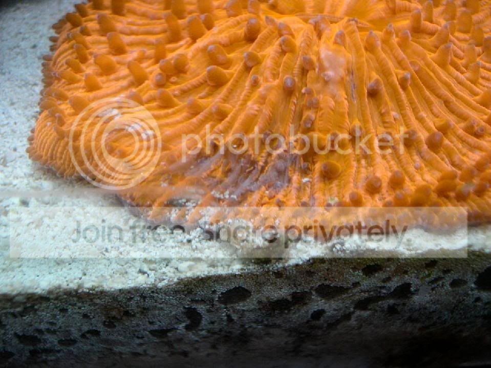reefpic5.jpg
