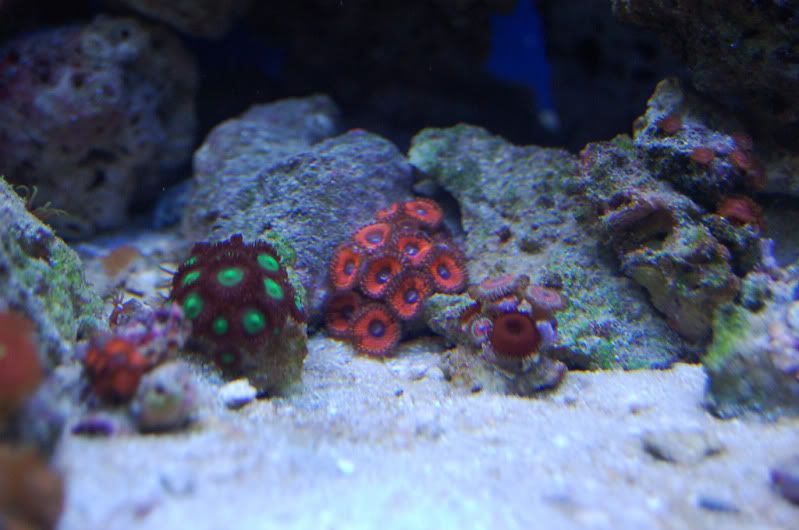zoas1.jpg