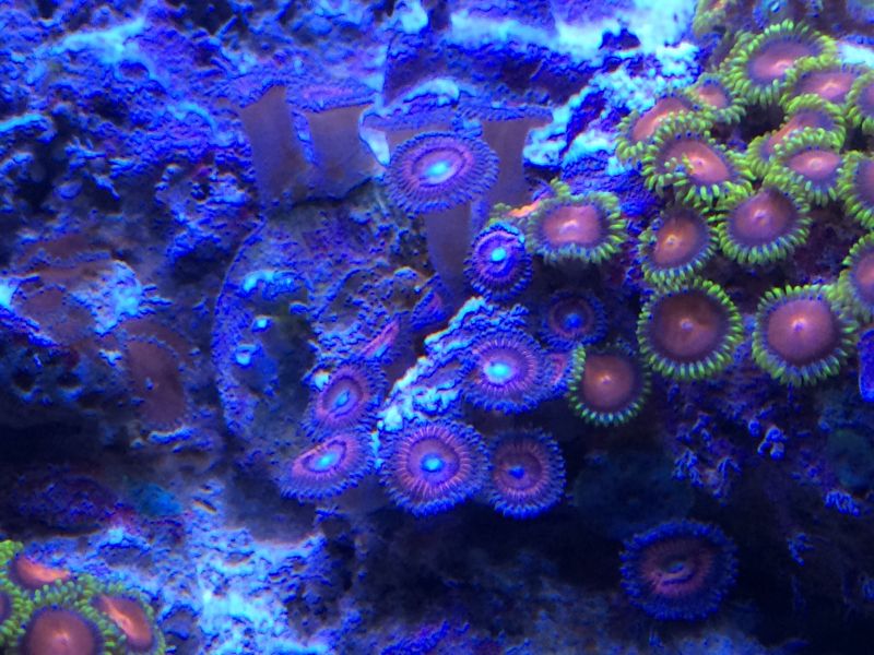 2b036d14b90e33f474994e75e404a6b8_zpscf7b44f7.jpg