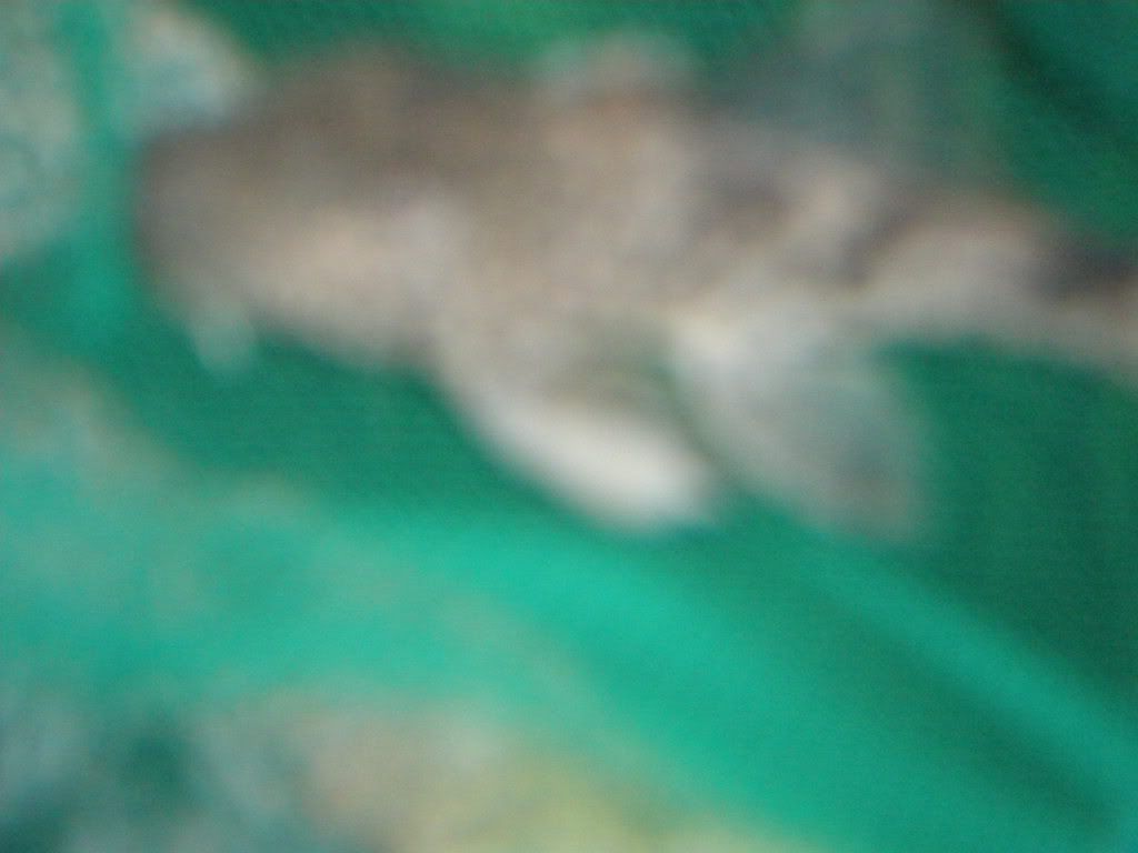 sono1121.jpg