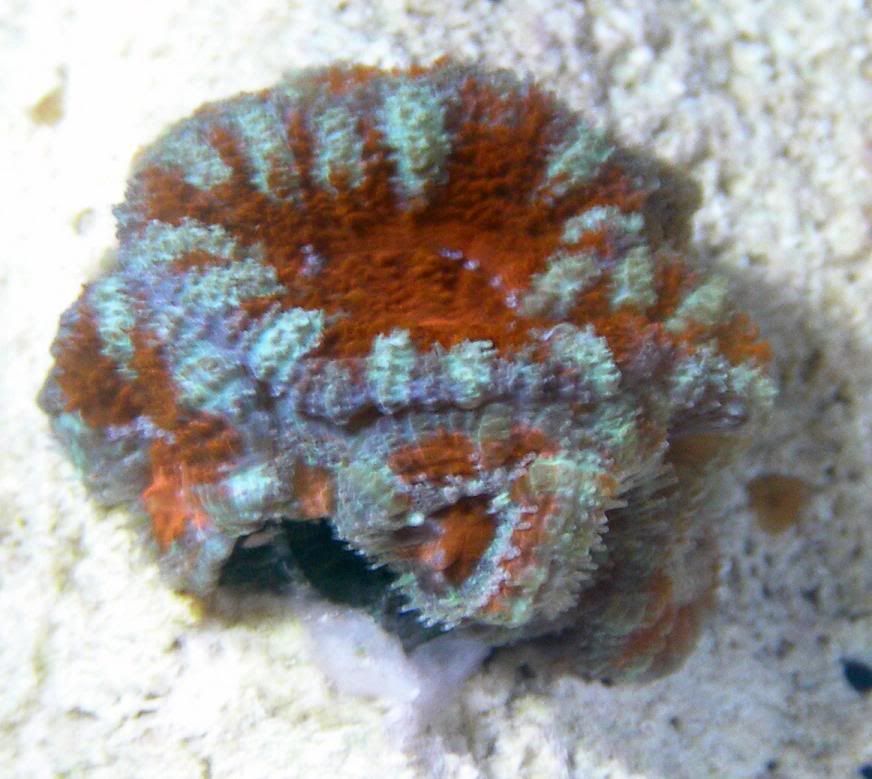acan2.jpg