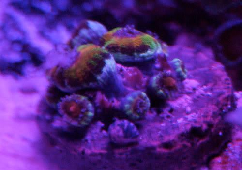 acan4.jpg