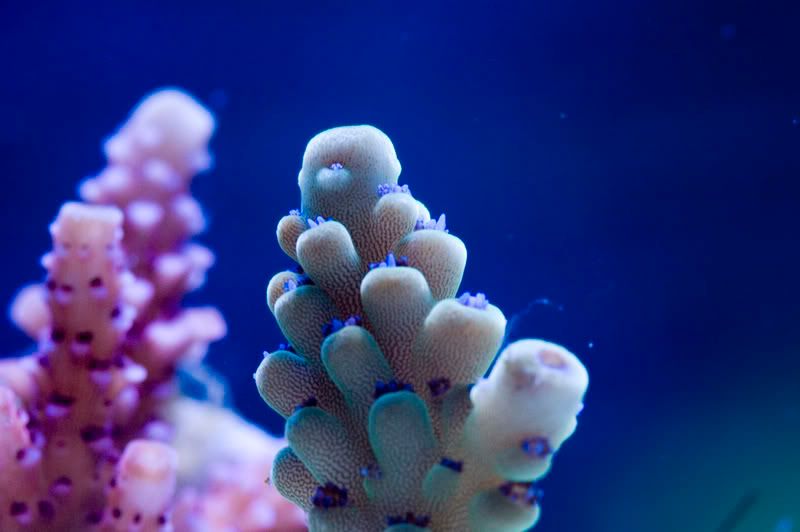Acro0009.jpg