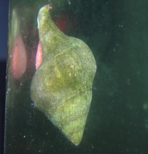 snail6.jpg