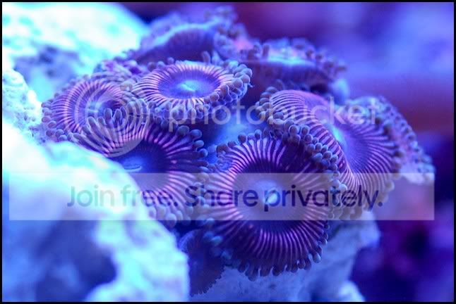 drMac_zoa.jpg