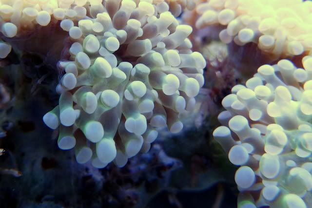 frogspawn-1.jpg