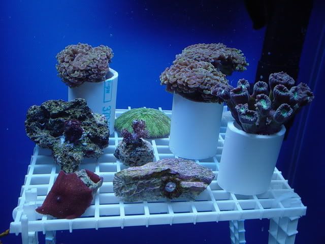 coral113.jpg