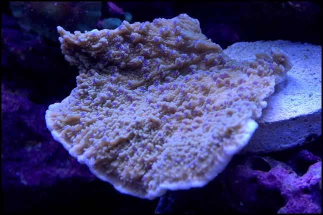 green_purple_polyp_cap.jpg