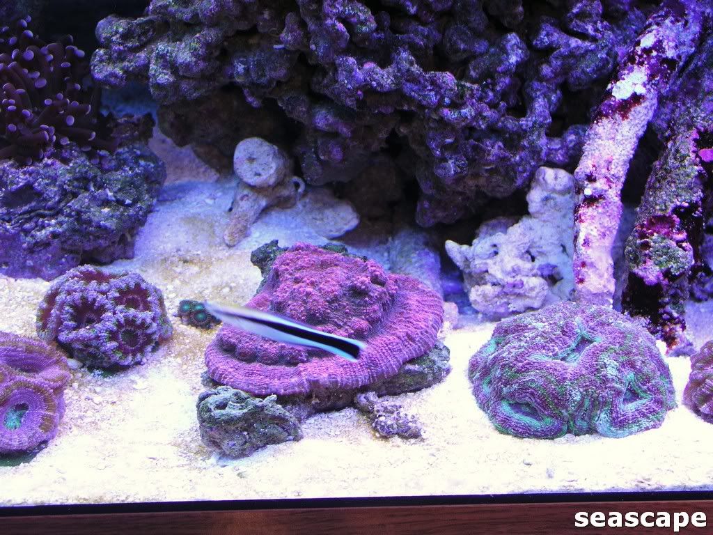 newwrasses041.jpg
