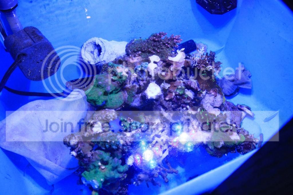 IMG_4085_zpsfecd48ef.jpg
