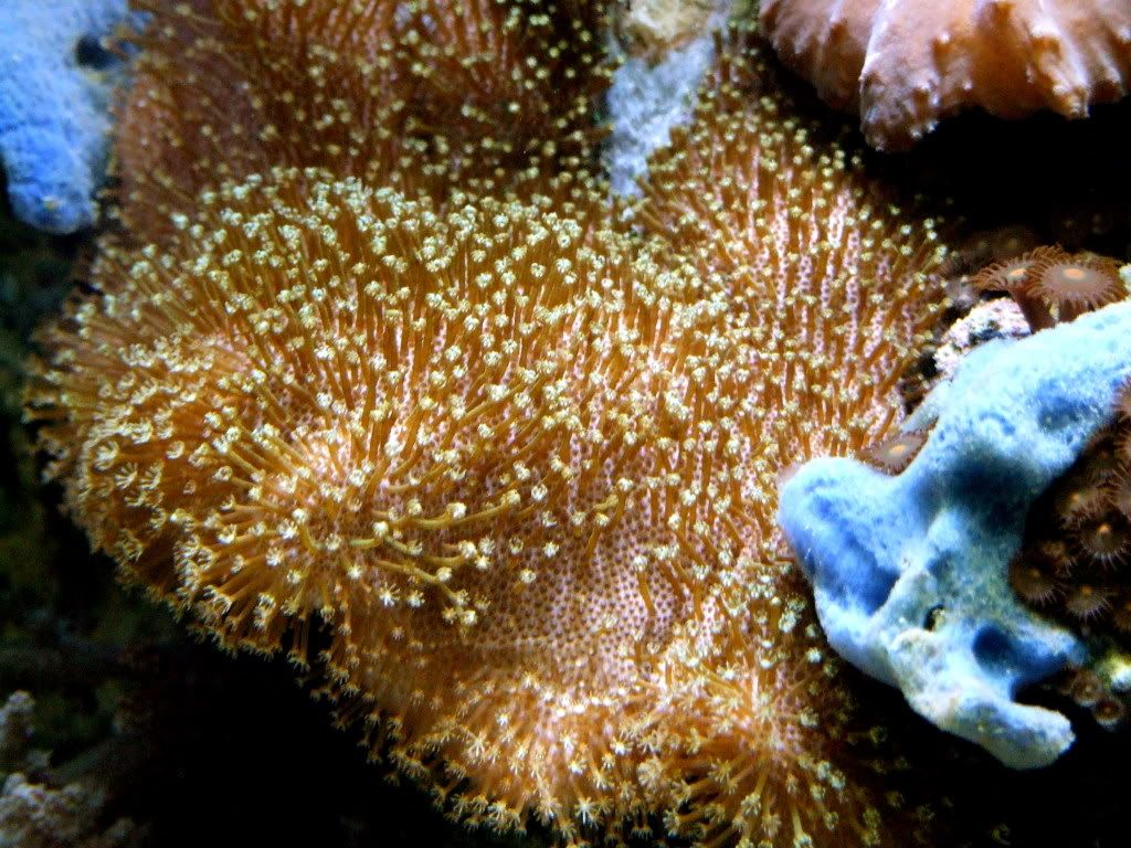 YELCORAL.jpg