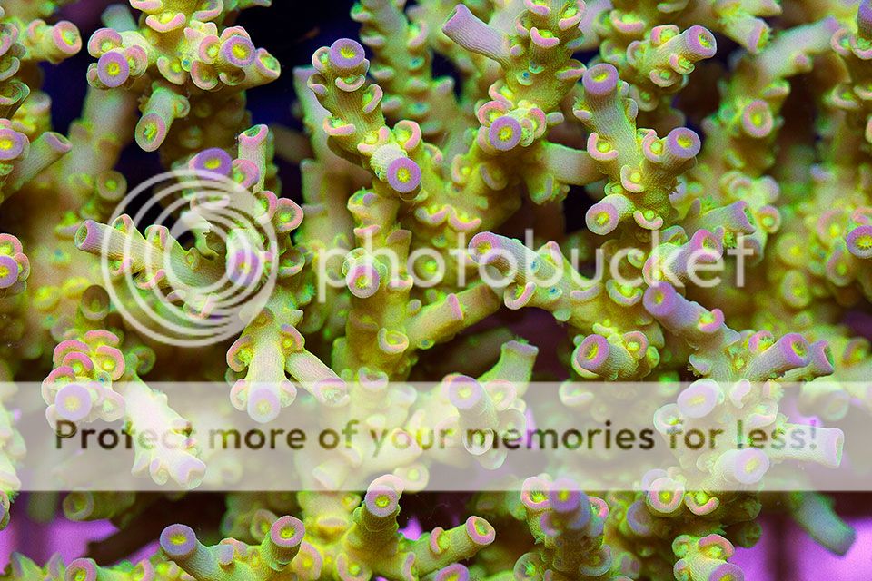 newacropora2038.jpg~original