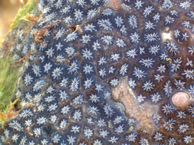 StarAscidian051.jpg