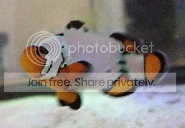 premium_clown_zps34636924.jpg