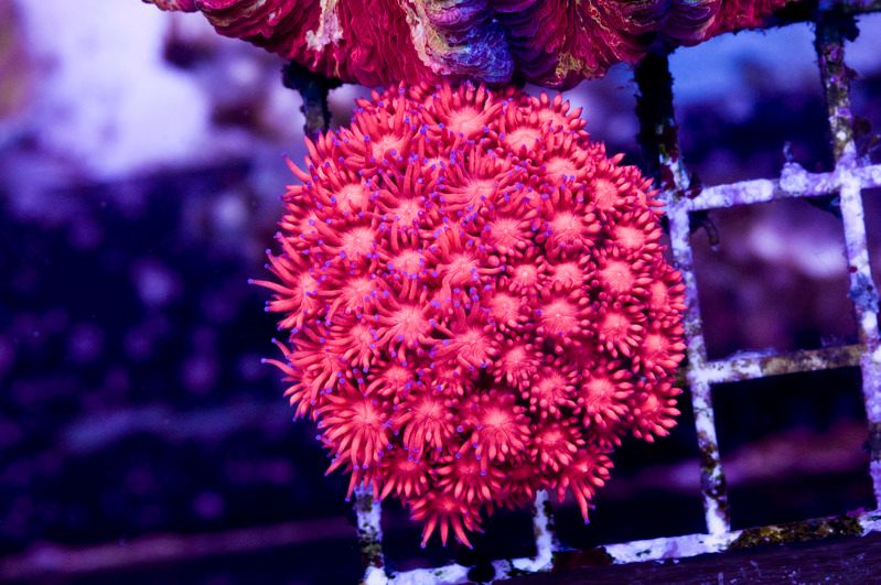 Bluetipgoni.jpg