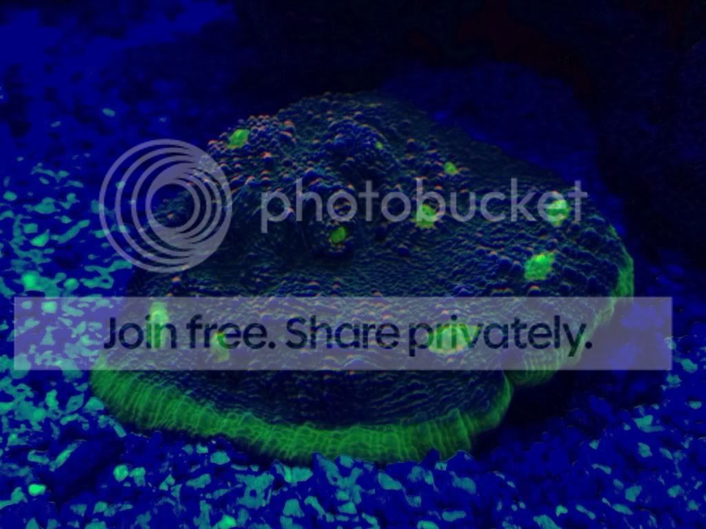 null_zpsefa288a7.jpg