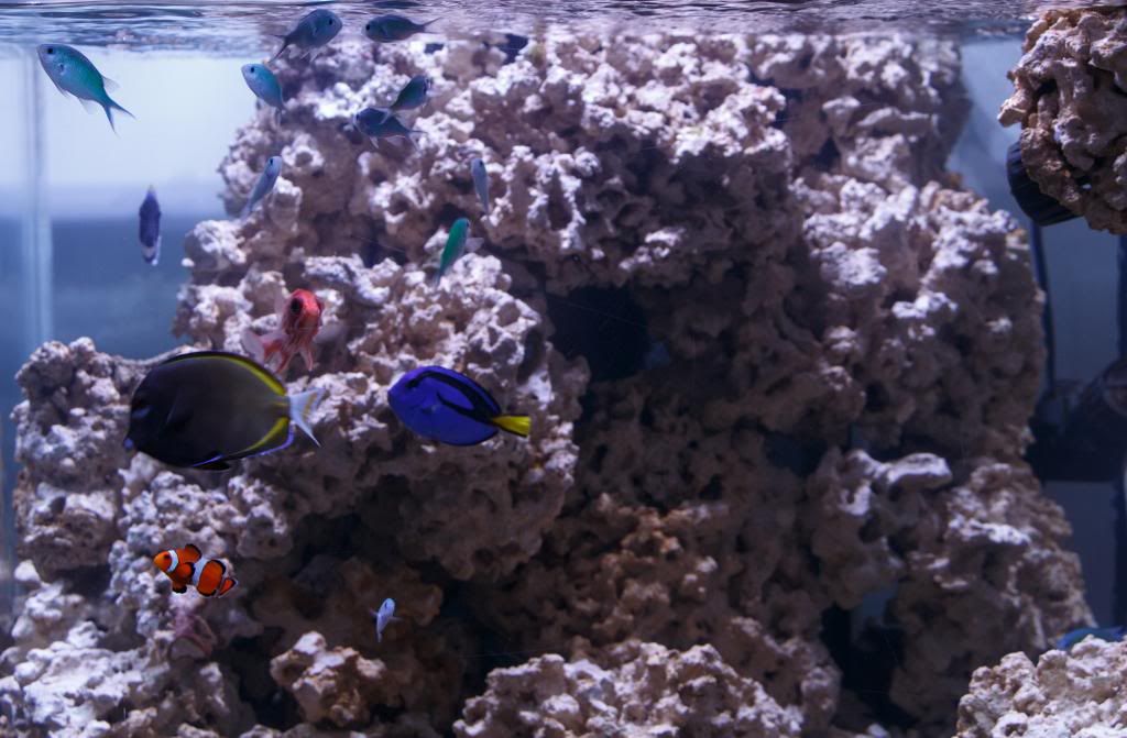 Aquarium-8.jpg