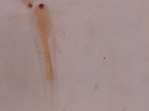 Artemia.jpg