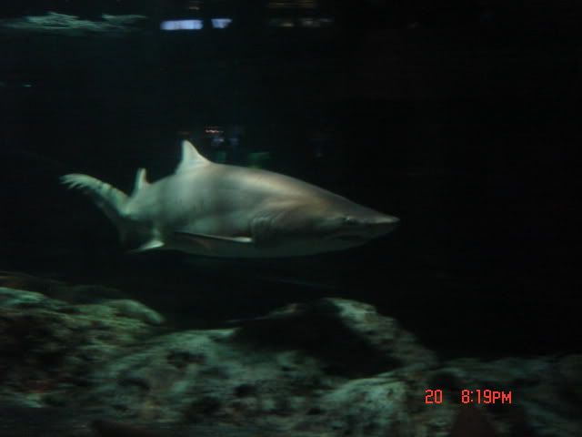 DSC01330.jpg