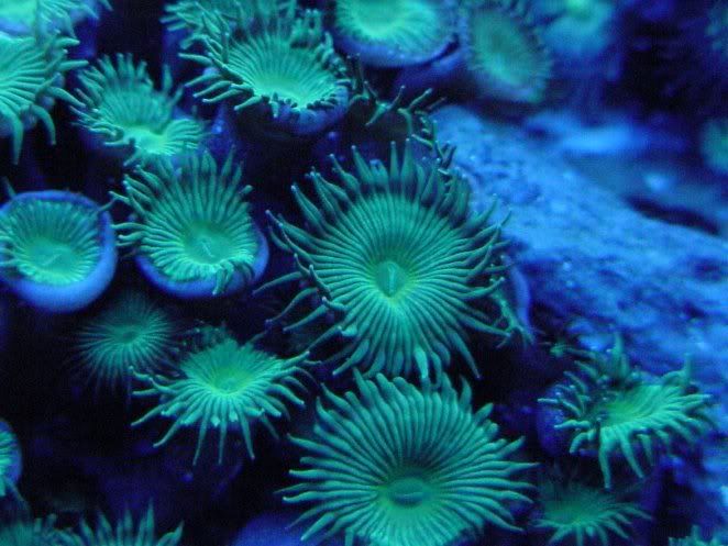 buttonpolyps11-04.jpg