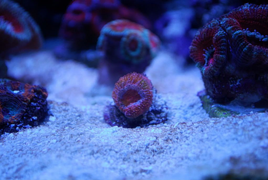PinkOrangeGreenRainbowAcan.jpg