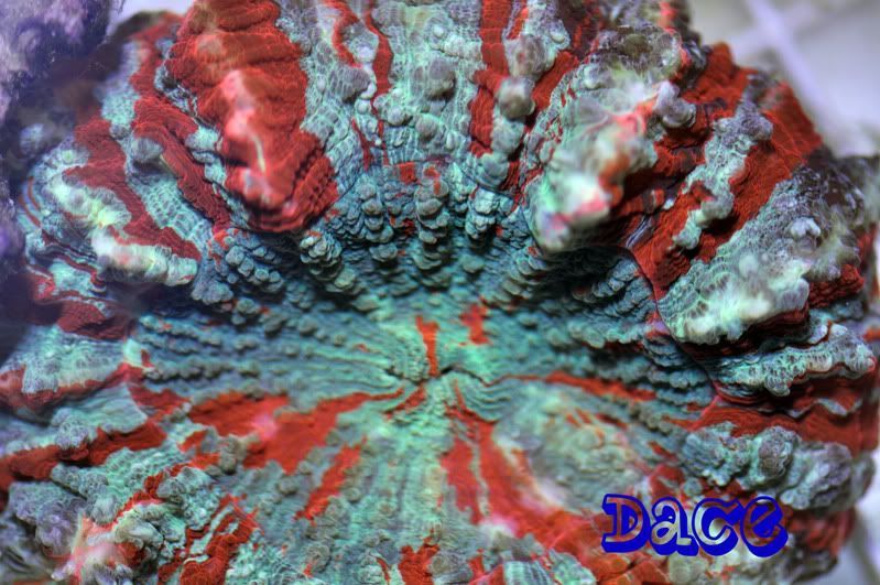 Dace1copy.jpg